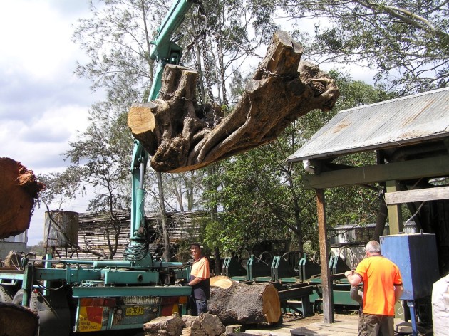 African Olive lifted onto the saw carriage for milling at Richard Parsons Canalpie Timbers at Tennyson near North Richmond NSW.